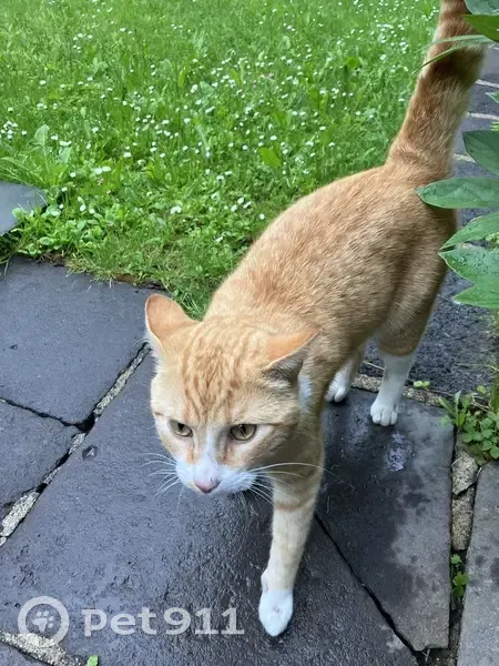 Chat roux/blanc trouvé à Orcines - photo