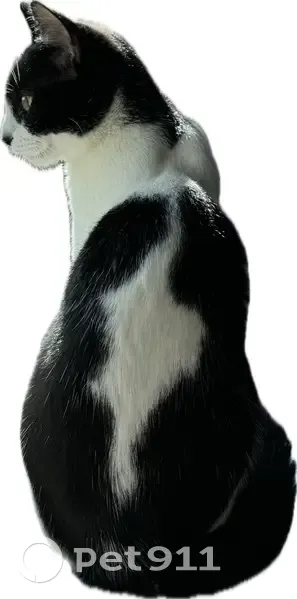 Chaton noir et blanc perdu - photo
