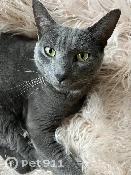 Chat gris perdu à Domont - photo
