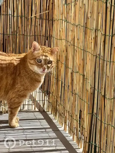 Chat roux disparu à Dijon - photo