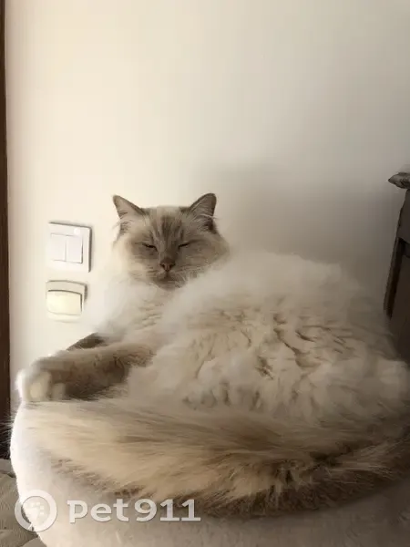 Chat Birman blanc lilac tabby perdu - photo