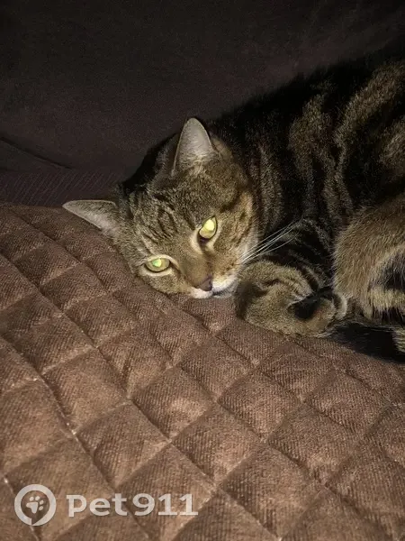 Chatte craintive disparue à Porchères - photo