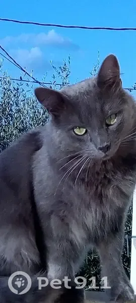 Chat chartreux gris perdu à Grasse - photo