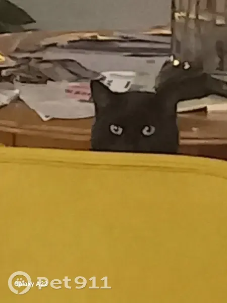 Chatte noire perdue à Barentin - photo