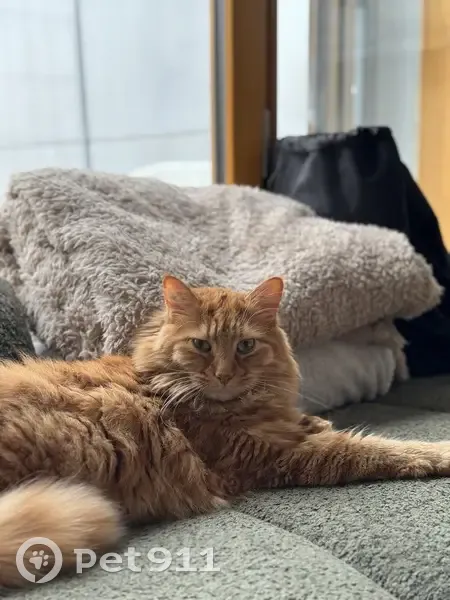 Chat Spiroux perdu à Rennes - photo