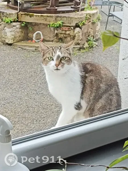 Chat perdu à Bellenaves - photo