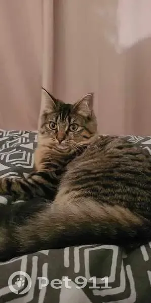 Chatte tigrée perdue à Reims - photo