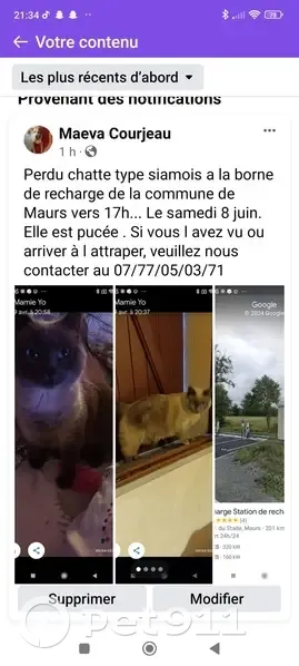 Chat siamois perdu à Maurs - photo