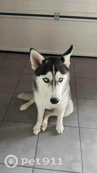 Husky femelle disparue à Roullet - photo