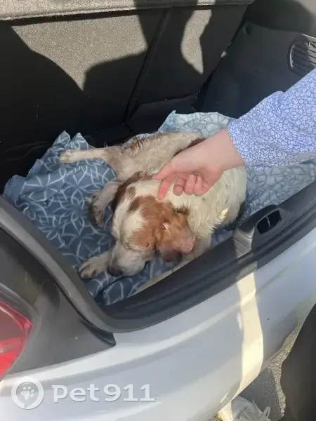 Chien épagneul blessé sauvé à Cholet - photo