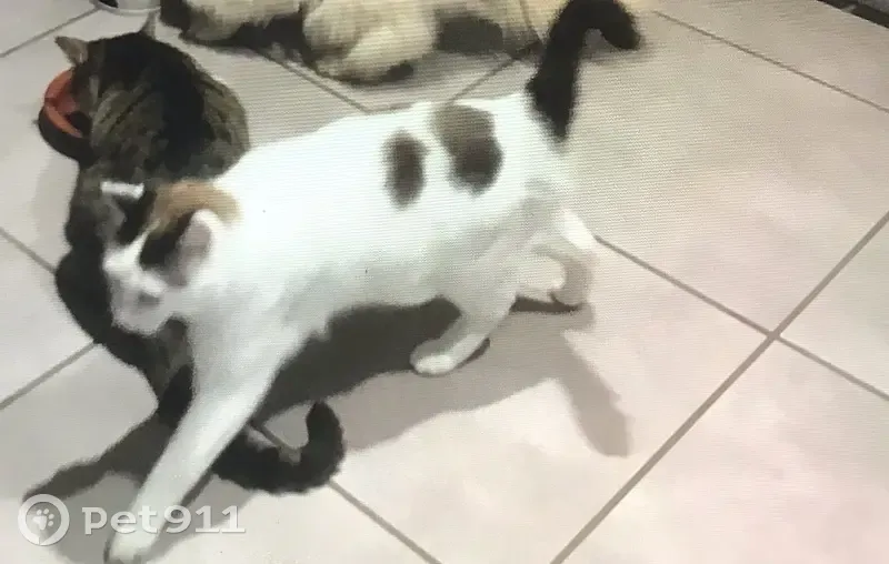 Chat Siamois Kaeru Perdu - photo