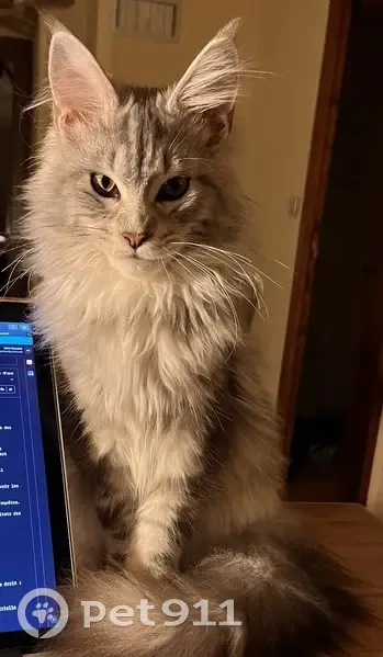 Chat Maine Coon perdu à Montjaux - photo