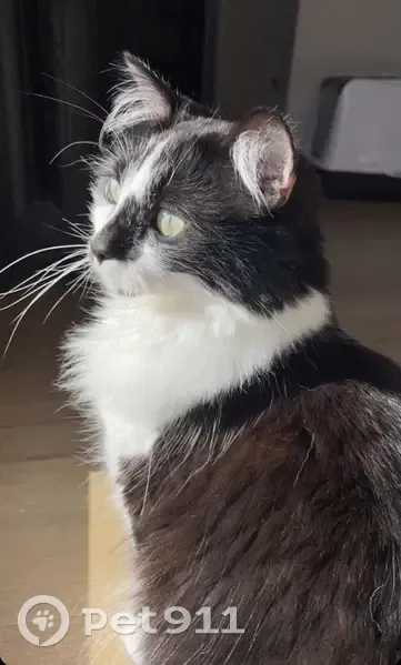 Chat noir et blanc perdu - photo