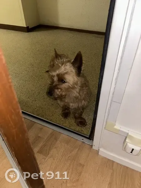 Chien trouvé à Angers, semble Cairn - photo