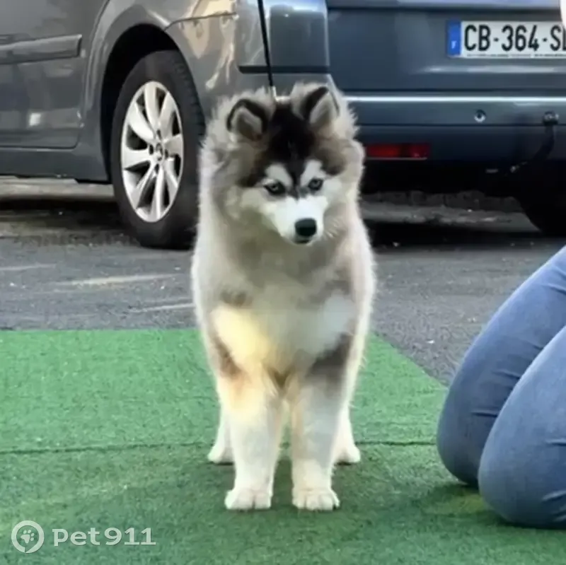 Mini Husky femelle perdue - Clérieux - photo