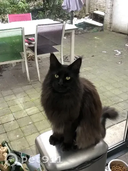 Chat Maine Coon noir perdu à Lille - photo