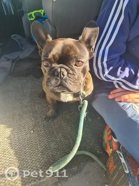 Bouledogue Noir Perdu à Replonges - photo