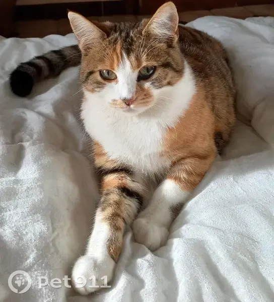 Chatte Isabelle disparue à Marciac - photo