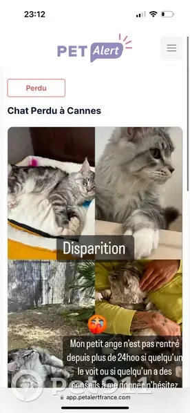 Chat gris-blanc perdu à Cannes - photo