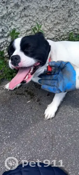 Chien bouledogue trouvé à Chelles - photo