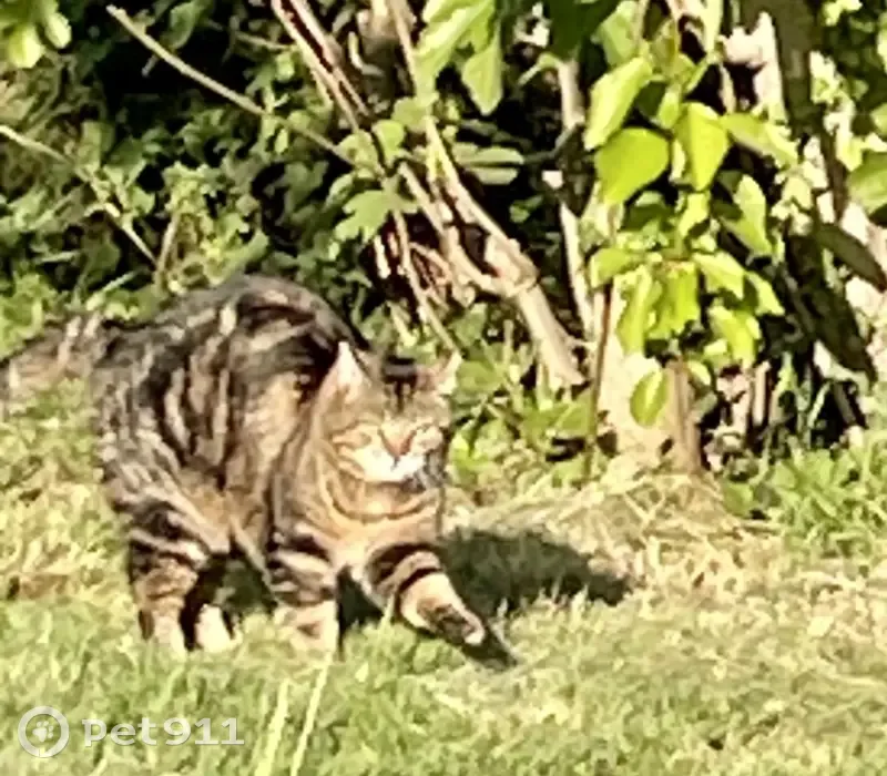 Chat tigré perdu à Nailloux - photo