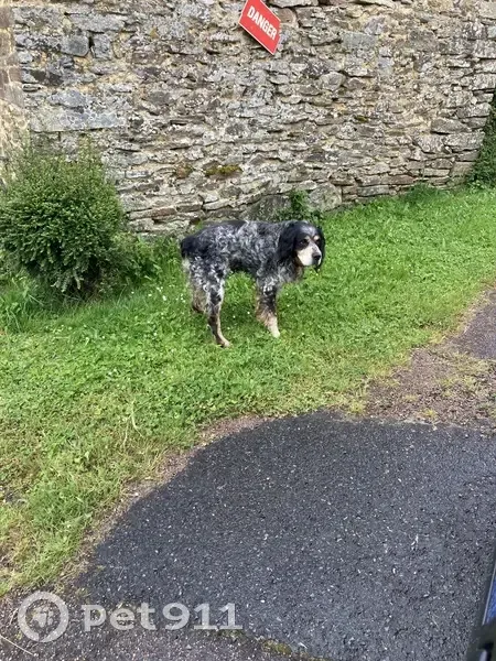 Chien sociable trouvé à Mialet - photo