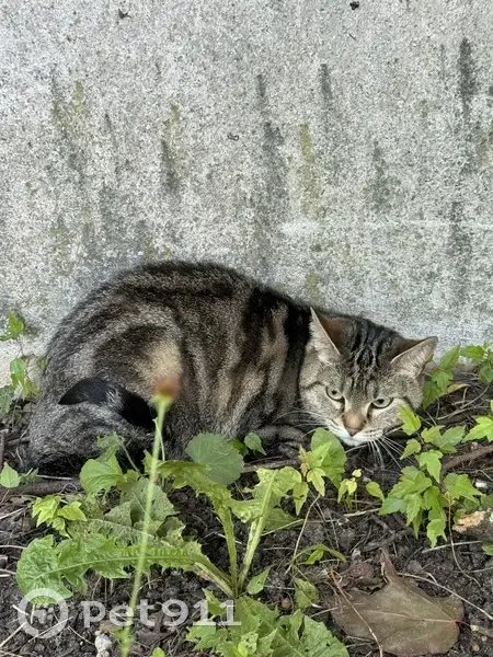 Chat doux trouvé à Orléans - photo