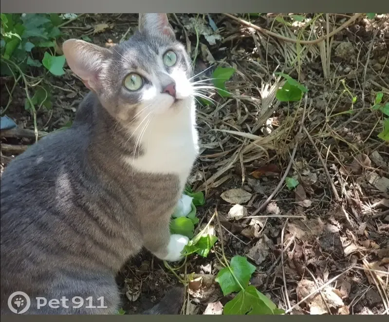Chatte grise perdue à Saint-Pierre - photo
