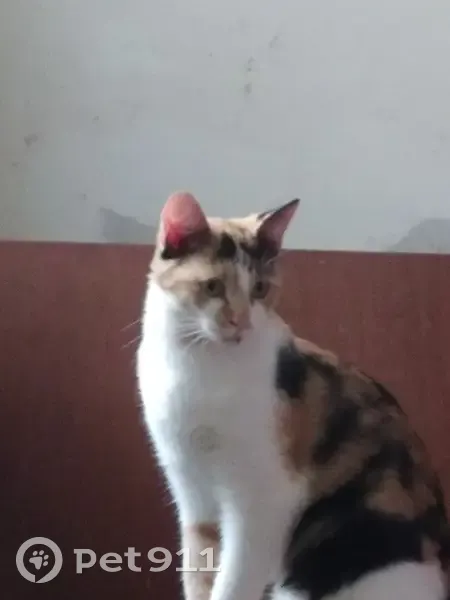 Chatte écaille disparue à Cordebugle - photo