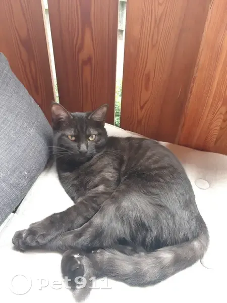 Chatte noire cendrée disparue à Feigères - photo