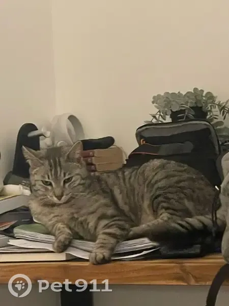 Chatte tigrée disparue à Villebon - photo