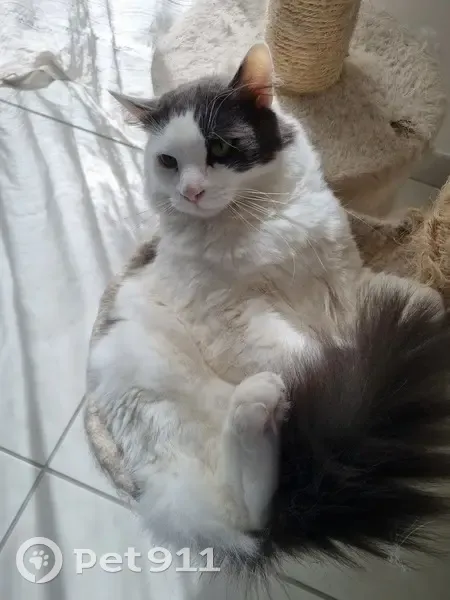 Chat blanc Nougat perdu - photo