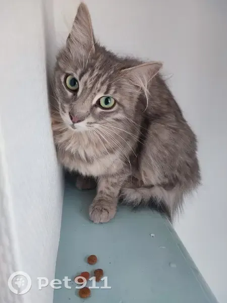 Chaton gris perdu à Orléans - photo