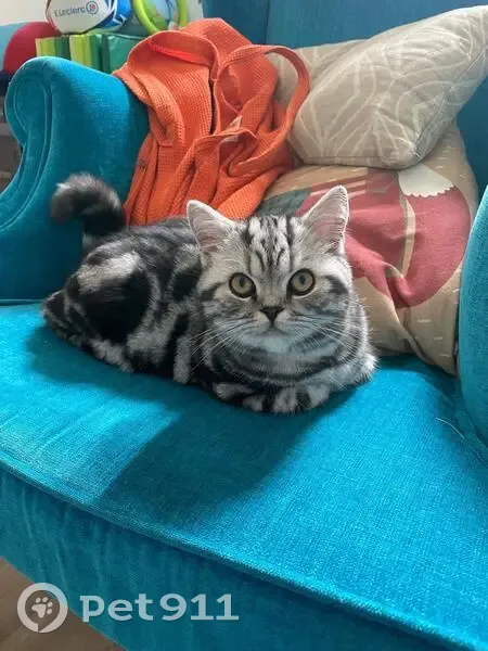 Chaton de 10 mois perdu à Eysines - photo
