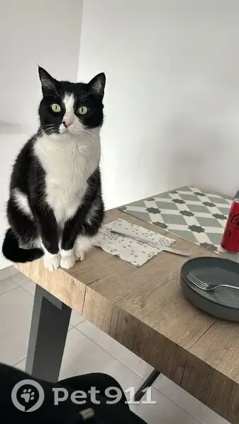 Chat perdu à Nice, Giacobi 32 - photo
