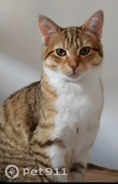 Chat d'appartement perdu - photo