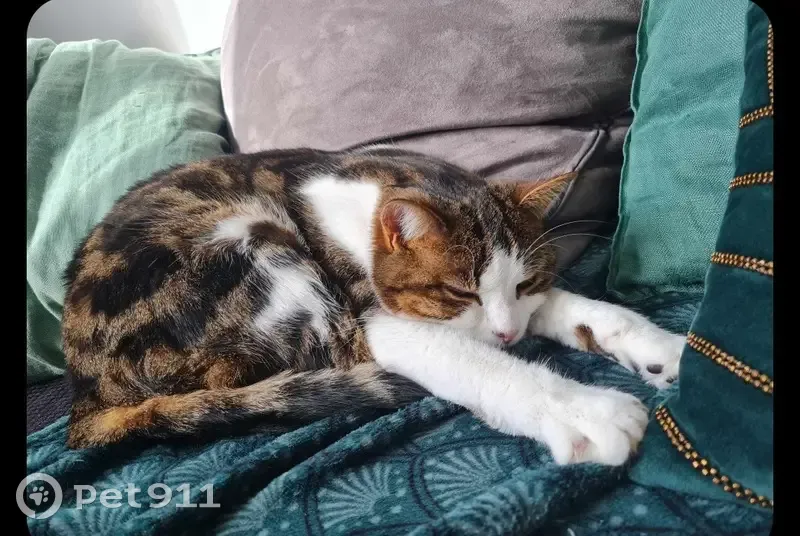 Chat perdu à Cunelières - photo