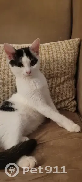 Amy, chaton perdu à Parmain - photo