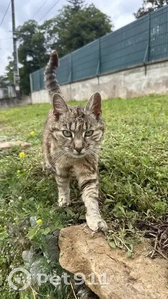 Chatte rousse perdue retrouvée - photo