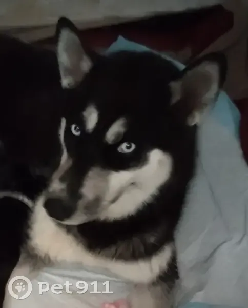 Perdue: Husky noir/blanc, maigre - photo