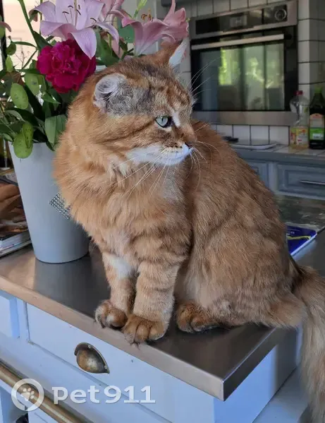 Chat Sibérien tondu perdu - photo