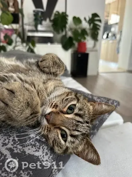 Chatte Lilith tigrée perdue - photo