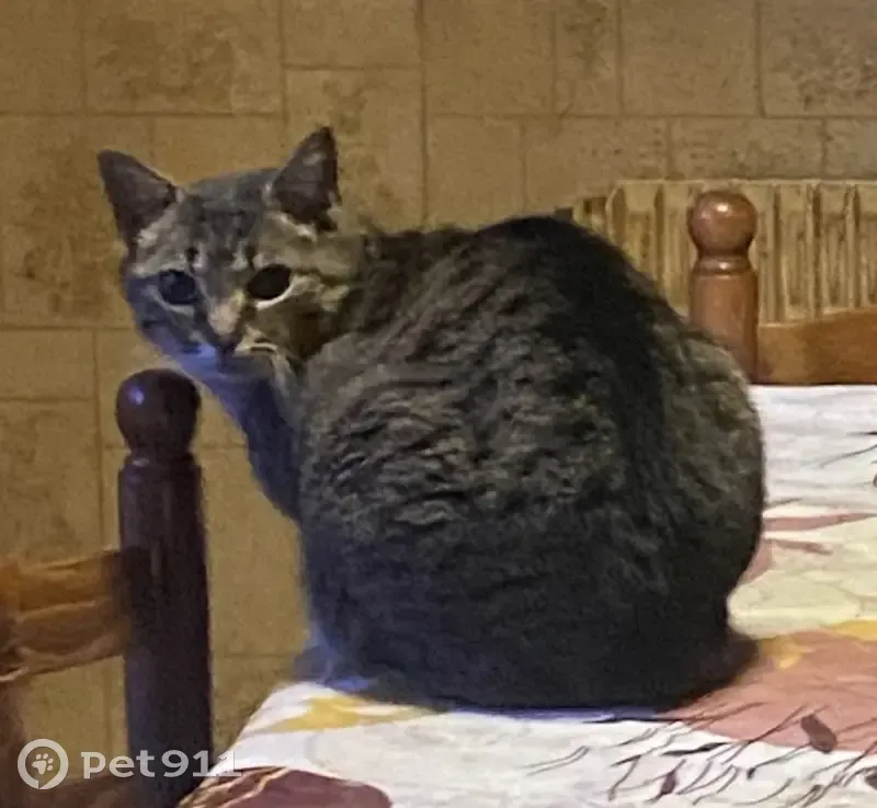Recherche Titi, chat tigré blessé - photo