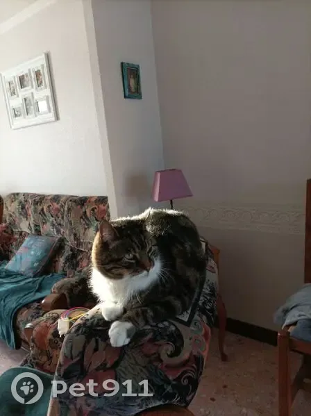 Chat Mowgli disparu à Brou - photo