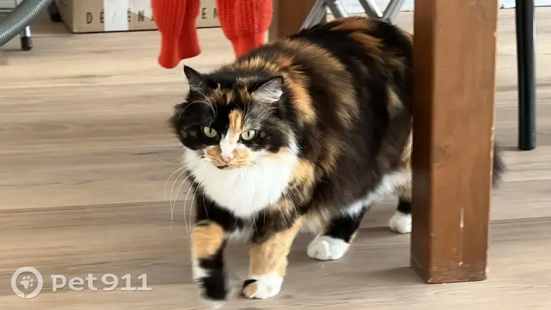 3 Chats Perdus à Vaucresson - photo