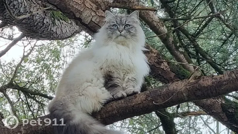 Chatte sibérienne disparue à Chaniers - photo