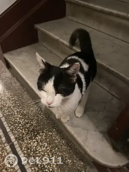Chaton noir et blanc trouvé - photo