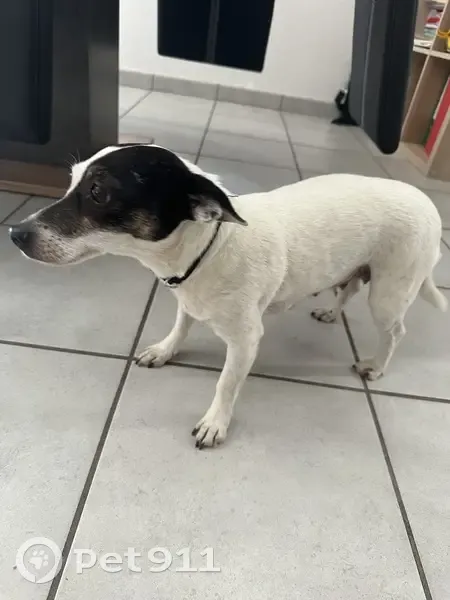 Chien femelle trouvé à Combronde - photo