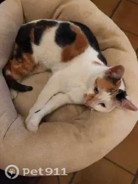 Avis de recherche: Chatte Lili - photo