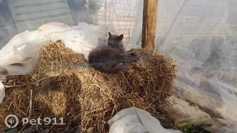 Chatte grise perdue à Jouy-le-Potier - photo
